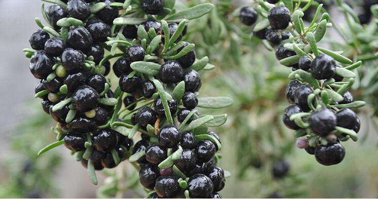 ຣл֤Եɹ轻ػءлƷ֤Ŀ¼