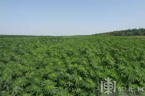 ֲ10Ķǿйʺֲأ조й֮硱Ʒơ