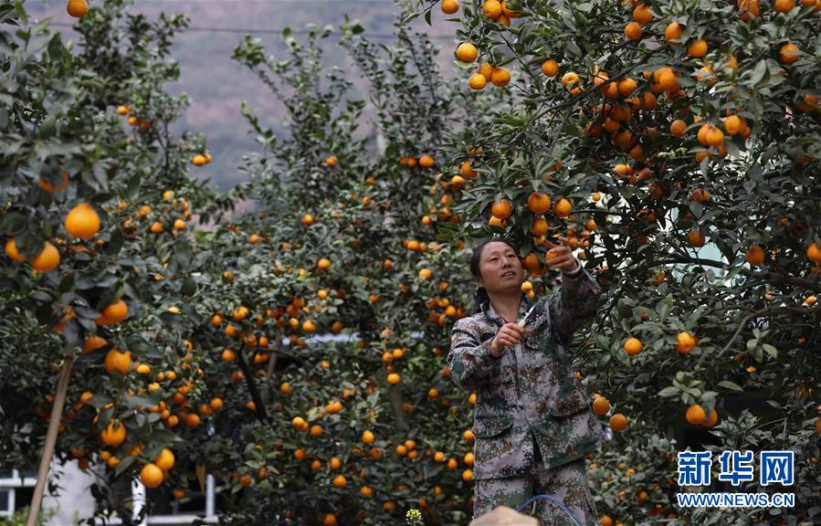 39գĴʡʯƺũڲժƹ̣ҵĻƹȫͨء