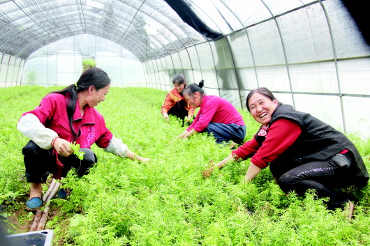 贵州省实施产业精准扶贫 一村一品富山乡