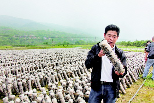 食用菌成农户增收法宝