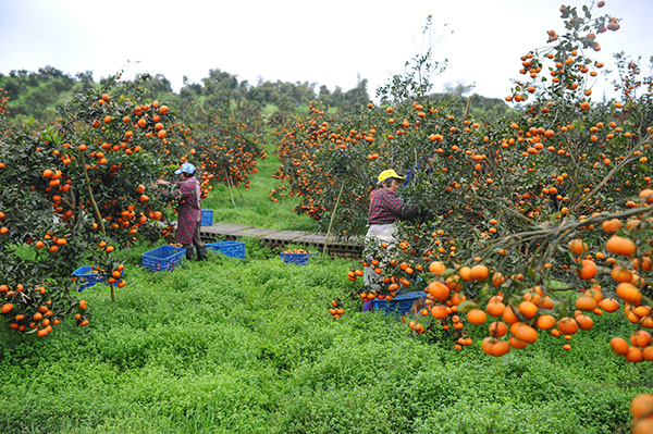 315գũ쳤˫ִũҵֲ԰ڲժ١