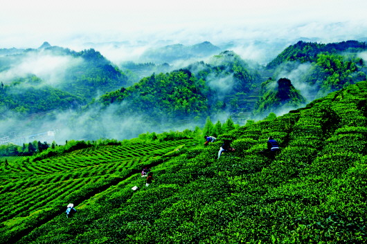 ¹óÖÝ£ºÇɽ´º²è¼ÑÆÚÖÁ