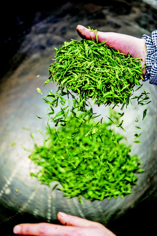 ¹óÖÝ£ºÇɽ´º²è¼ÑÆÚÖÁ