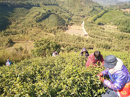 浙江:春茶新上市 带你品茶香