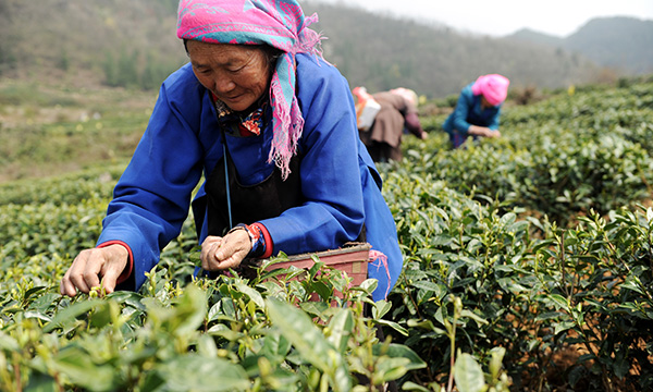 贵州水城:春茶采摘正当时