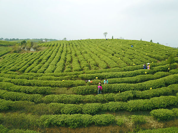 3月20日航拍的水城县龙场乡水城春茶园。