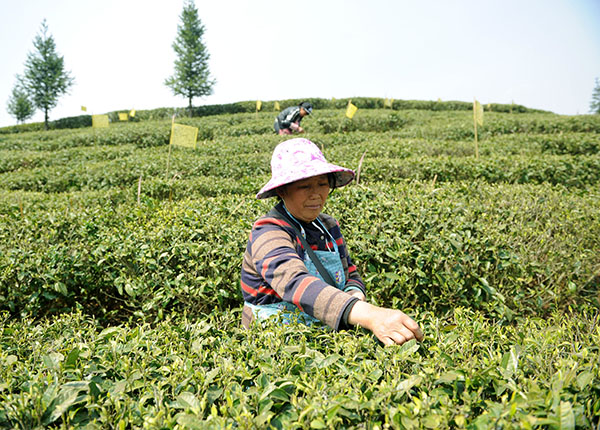 3月20日,茶农在水城县龙场乡水城春茶园采摘春茶。