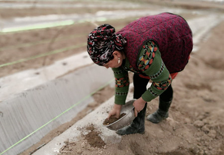 新疆伽师县卧里托格拉克镇瓜农种瓜热情高