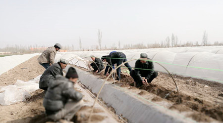 新疆伽师县卧里托格拉克镇瓜农种瓜热情高