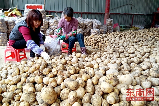 福建龙海海澄:万亩马铃薯喜丰收 每公斤市场价1.8元