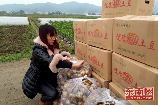 福建龙海海澄:万亩马铃薯喜丰收 每公斤市场价1.8元