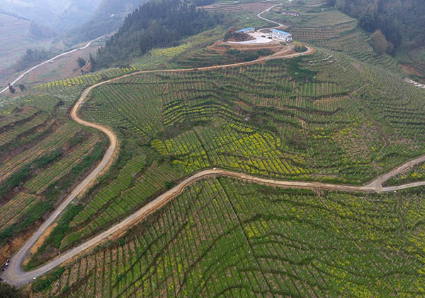 云南屏边:种植猕猴桃 荒山披绿装