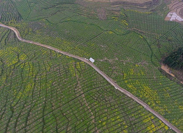 这是3月20日在云南省屏边县新现镇田心村拍摄的猕猴桃种植基地