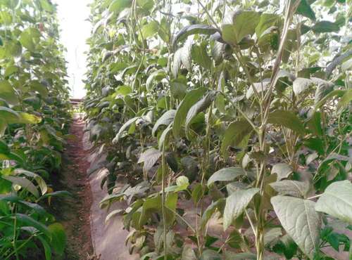 新疆伊宁县北山坡的春提早豇豆上市啦