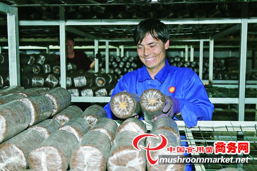 内蒙古:扎赉特旗发展黑木耳助力脱贫攻坚