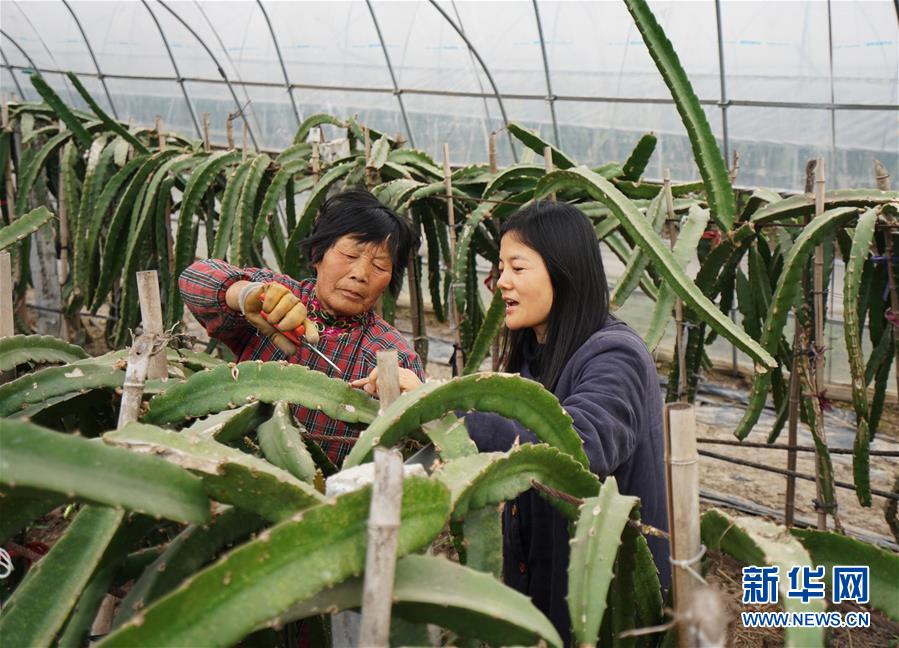 江苏靖江:种植火龙果 引领致富路