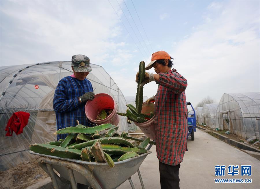 3月28日,农民在处理修剪掉的火龙果枝条。