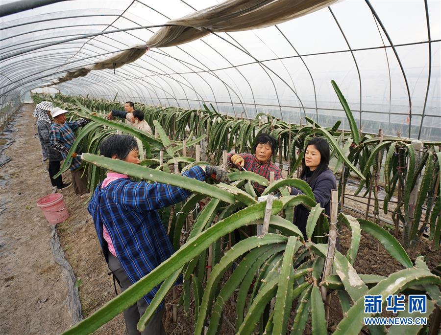 3月28日,冯茜(右一)在指导农民修剪火龙果枝条。