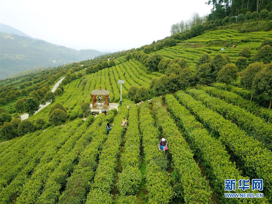 Ã÷ǰ¹óÖÝÕý°²°×²è²Éժæ