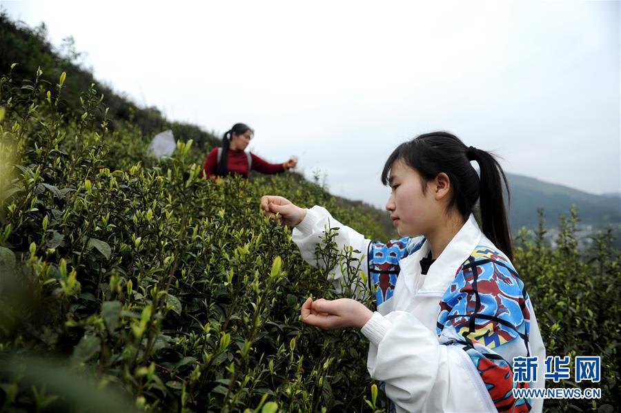 3ÔÂ29ÈÕ£¬²èÅ©ÔÚÕý°²ÏØÂÞºº¶´²èÔ°²ÉÕªÕý°²°×²è¡£