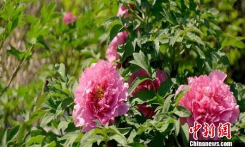 ӱԺĵΪý 조򡱵Ļܲҵ