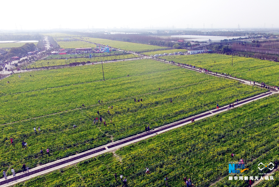 徜徉金色花海 航拍上海奉贤菜花节