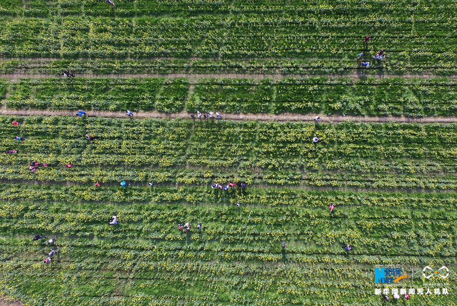 图为航拍上海奉贤第十届菜花节