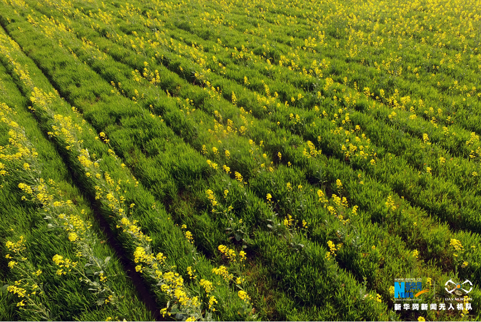 图为航拍上海奉贤第十届菜花节
