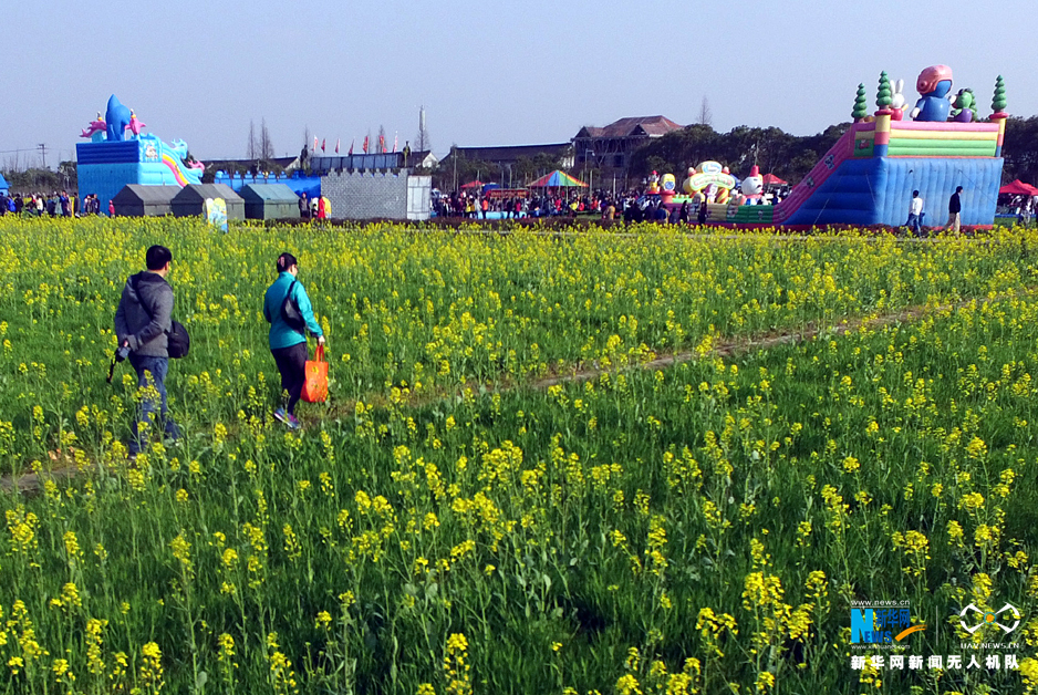 图为游客漫步在庄行菜花田间