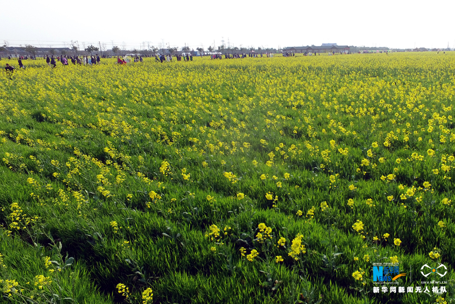 图为游客漫步在庄行菜花田间