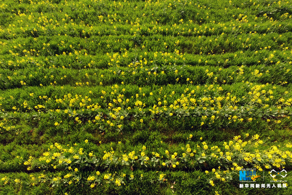 图为航拍上海奉贤第十届菜花节
