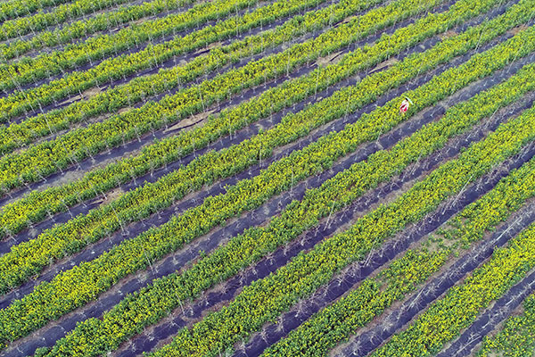 ɳкʯ̬ũͲ˻46㣩