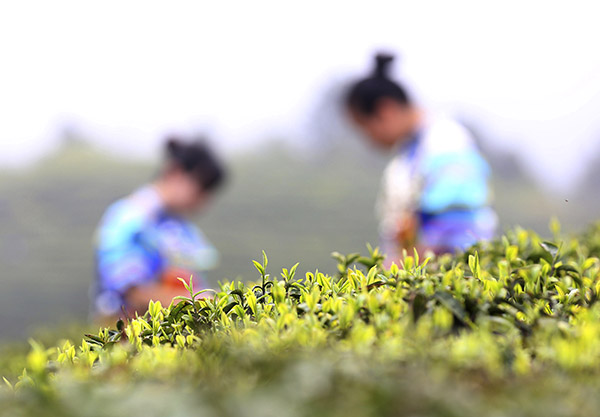 49գڹʡԶ̬԰ũڲժҶ