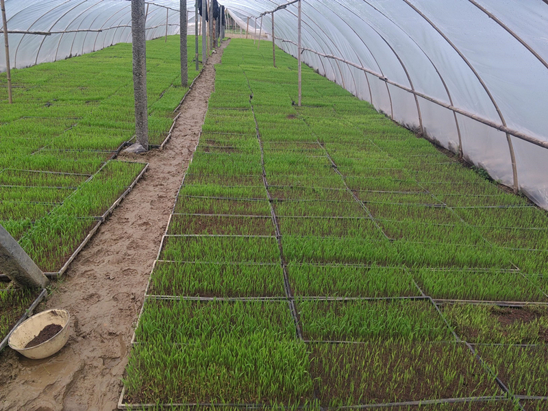 湖南辰溪县稳步推进再生稻全程机械化生产