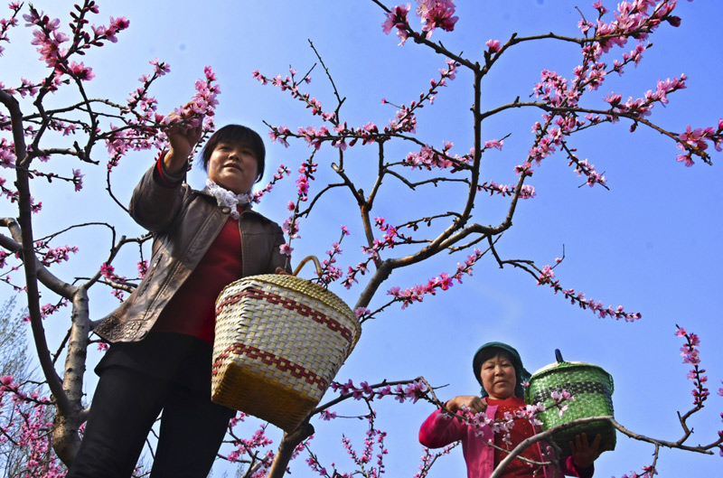 山东沂源:春卖桃花秋卖果