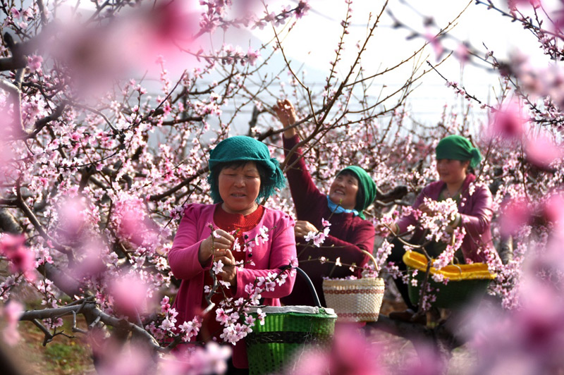 4月6日,山东省沂源县马家河西村的果农在采摘桃花。