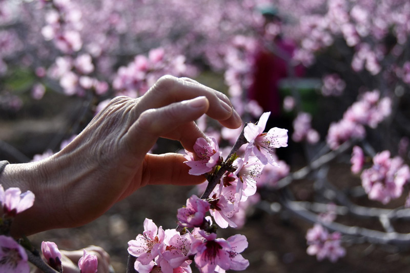 4月6日,山东省沂源县马家河西村的果农在采摘桃花。