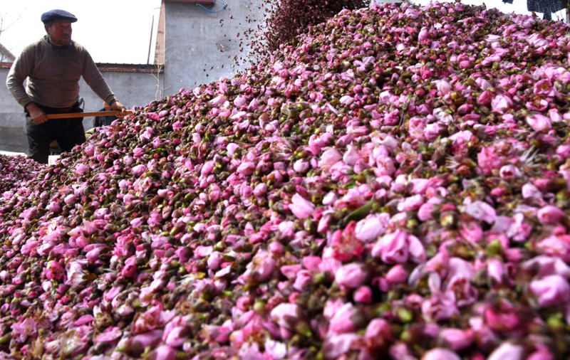 4月6日,山东省沂源县茂子峪村的果农将采摘的桃花上炉准备烘烤。