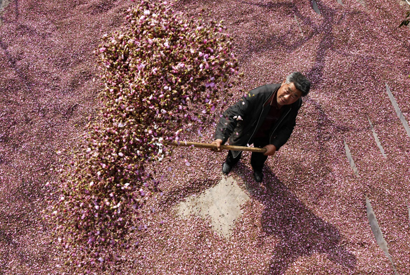 4月6日,山东省沂源县茂子峪村的果农在晾晒采摘的桃花。