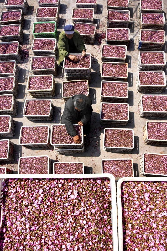 4月6日,山东省沂源县茂子峪村的果农在分拣采摘的桃花。