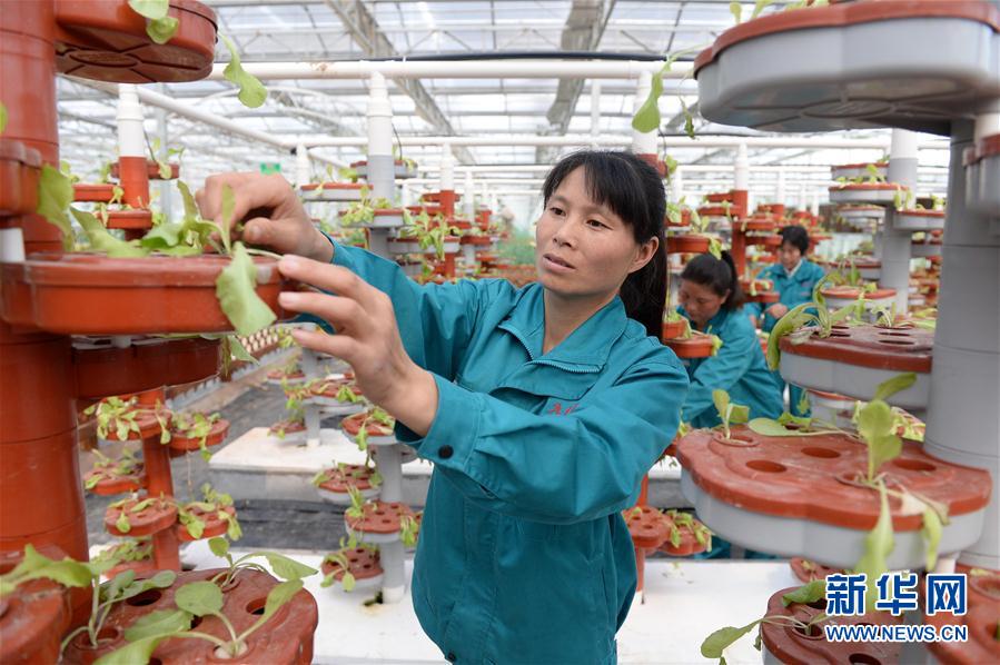 410գڽʡҶƺִЧũҵ԰ڣ򹤵ĴΪ߲ҶӲݡ