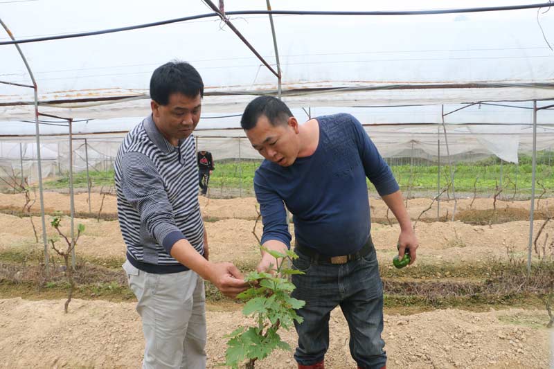 Ǹиۿƹũҵģʽ ؿ·