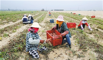 海南东方香薯走俏岛内外