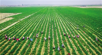 海南东方香薯走俏岛内外