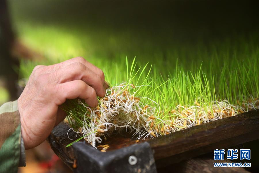 4月14日,在贵州省剑河县岑松镇巫亮村,农民查看利用温棚培育的水稻苗。