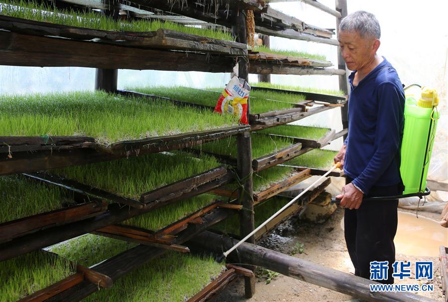 4月14日,在贵州省剑河县岑松镇巫亮村,农民为温棚培育的水稻苗喷水。