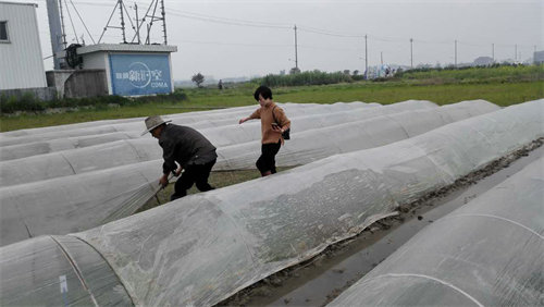 浙江:技术人员深入田头检查指导水稻秧苗生长情况