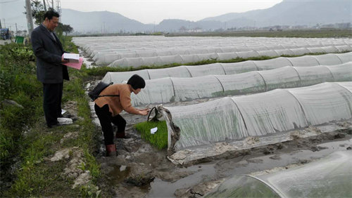 浙江:技术人员深入田头检查指导水稻秧苗生长情况