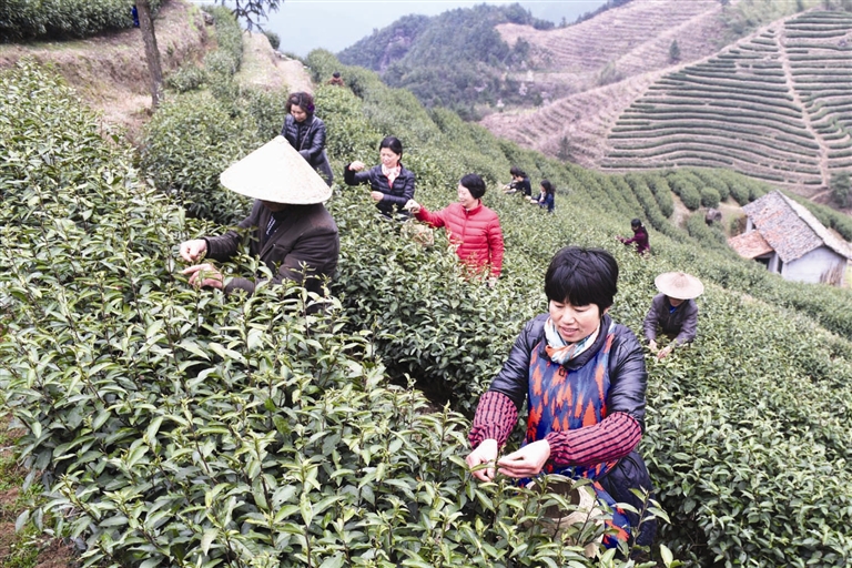 浙江武义县高山茶开园采摘
